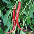 Joes Long Cayenne Hot Pepper Italian Seeds Naturally Grown Heavy Yielding
