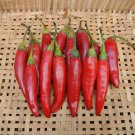 Targu Mures Hot Paprika Pepper Transylvanian Hot Pepper Seed Naturally Grown Medium Hot Rich Flavor
