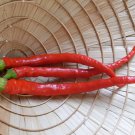 Maria Nagys Transylvanian Hot Pepper Transylvanian Hot Pepper Seed Naturally And Organically Grown S