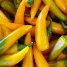 Bulgarian Carrot Hot Chile Pepper Seeds Vegetable Seeds Seed Packets Shipkas