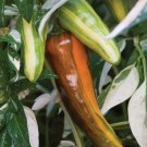 Fish Hot Pepper Seeds Striking Colors Ornamental Organically And Naturally Grown Seed Seafood Magic