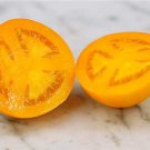 Djena Lees Golden Girl Tomato Seeds Grown To Organic Standards Chicago Fair Winner 10X