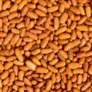 Gaucho Dry Bush Bean Argentine Seeds Grown To Organic Standards Carol Deppe