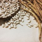 Marcella Cannellini Pole Dry Bean Aka Sorano Bean Italian Seeds Grown To Organic Standard