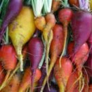 Beets Three Root Grex Beet Organic Seeds Vegetable Seeds