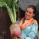 Beet Mammoth Red Mangel 50 Seeds