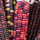 Painted Mountain Flour Corn Seeds Corn Early Ripening High Altitude Adapted