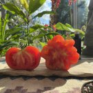 Oaxacan Pink Tomato Mexican Seeds Grown To Organic Standards Vegetable Seed