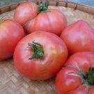 Katja Tomato Early Russian Seeds Grown To Organic Standards Can Grow In Shade