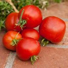 Stupice Tomato Best Tasting Early Tomato Seeds Grown To Organic Standards