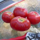 Uralskiy Rannyi Dwarf Tomato Early Russian Seeds Grown To Organic Standards