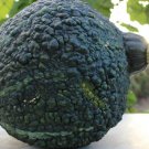 Chicago Warted Green Hubbard Winter Squash Seeds Vegetable Seeds Seed Packets