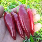 Balik Hot Pepper Seeds Vegetable Seeds Fish Pepper Turkish
