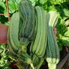 Costata Romanesco Zucchini Summer Squash Seeds Vegetable Seeds Seed Packets