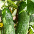 Cucumber Muncher Cucumber Seeds Vegetable