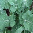 Premier Kale Seeds Vegetable Seeds Aka Early Hanover Kale