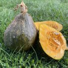 Anna Swartz Hubbard Winter Squash Seeds Winter Squash Seed Hubbard Squash Seed C. Maxima Long Storin