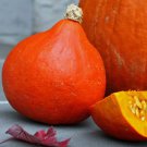 Red Kuri Winter Squash Seeds Vegetable Seeds Seed Packets Japanese