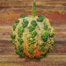 Musquee De Maroc Winter Squash Seeds Vegetable Seeds Seed Packets Moroccan