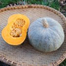Blue Kuri Winter Squash Seeds Vegetable Seeds Seed Packets