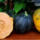 Noir De Carmes Cantaloupe