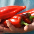 Super Shepherd Italian Sweet Pepper Italian Sweet Pepper Seeds Naturally Grown Frying Grilling