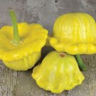 Gelber Englischer Custard Summer Squash Rare German Seeds Vegetable Spil Muffin Top Patty Pan