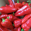 Shepherds Rams Horn Sweet Pepper Spanish Sweet Pepper Seed Naturally Grown Gril Frying
