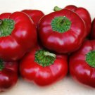 Amish Pimiento Sweet Pepper Amish Seed Sweet Thick Wal Crunchy Cheese Pepper Squat Ribbed Very Sweet