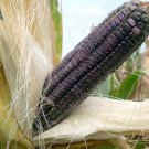 Blue Clarage Dent Corn Seeds Animal Feed Flour Corn Seeds Organically Grown Grind Your Own Cornmeal
