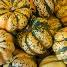 Sweet Dumpling Winter Squash Seeds Vegetable Seeds Seed Packets