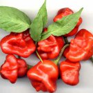 Hinkelhatz Pennsylvania Dutch Hot Pepper Seeds Aka Chicken Heart Pepper Pennsylvania Dutch Pickling 