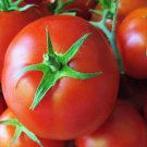 St. Pierre Tomato French Slicing Tomato Seeds Grown To Organic Standards