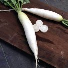 White Icicle Radish