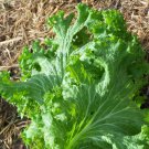 Mustard Southern Giant Cur 500 Seeds Naturally Grown Micro Greens