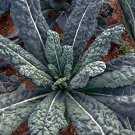 Lacinato Dinosaur Kale Seeds Vegetable Seeds Seeds Italian