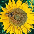 Titan Sunflower Flower Seeds Vegetable Seeds Seed Packets Record Setting