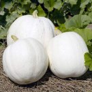 White Queen Pumpkin Seeds Seeds White Decorative Ornamental Pumpkin
