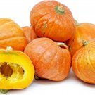 Gold Nugget Winter Squash Seeds Vegetable Seeds Seed Packets North Dakota