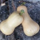 Wig Out Waltham Butternut Winter Squash Seeds Vegetable Seeds Seed Packets