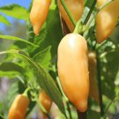Sugar Rush Peach Hot Pepper Welch Modern Seed Naturally And Organically Grown Fruity Hot Peach Mango
