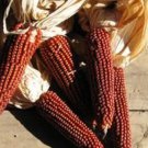 Floriani Red Flint Flour Corn Seeds 12% Protein Naturally Grown