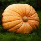 Mammoth Gold Pumpkin 10 Seeds Pumpkin C.Maxima Seeds: American Squash Giant Pumpkin Mammoth Pumpkin