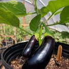 Eggplant Diamond 30 Seeds Ukrainian Naturally Grown