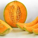Hales Best Jumbo Cantaloupe Seeds Grown To Organic Standards Aka Burrells Jumbo