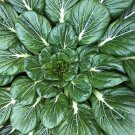 Tatsoi Chinese Cabbage Mustard Green Aka Rosette Spoon Tatsoi Or Black Cabbage Brassica Rapa Subsp. 