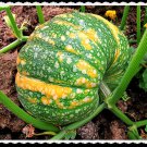 Iran Winter Squash Seeds Vegetable Seeds Rare Hard To Find