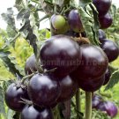 Helsing Junction Blue Tomato Modern Seeds Naturally And Organically Grown Dark Blue Purple Tomato