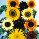 Sunflower Mix Sunflowers Flower Seeds Vegetable Seeds Seed Packets Helianthus