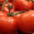 Marglobe Tomato Seeds Grown To Organic Standards Canning Sauce Slicing Tomato Short Season